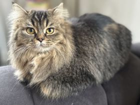 Luna sucht ein neues zuhause