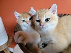 Britisch Kurzhaar-Kätzchen (12 Wochen alt) – sucht ein liebevolles Zuhause