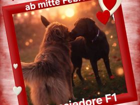 Aussiedor Wurfankündigung