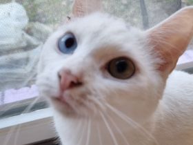 Katzen suchen Zuhause