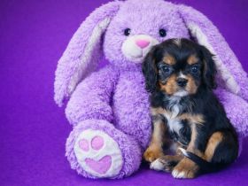 Kleiner Black and Tan Rüde sucht ab Mitte Februar liebe Familie