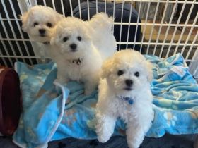 Wir verkaufen Bichon Frisé Welpen mit PP (Physical Placebo).