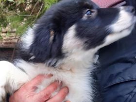 Bordercolli mischlinge