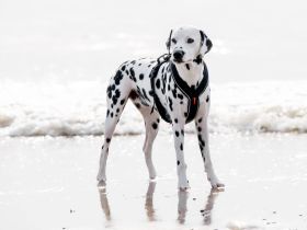 weiß-schwarzer Dalmatinerwurf für Juli 2026 geplant