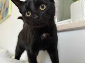 Lieber und hübscher Kater für Einzelhaltung, geboren am 01.05.2023