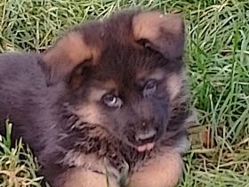 Schäferhundwelpen Lang- und Stockhaar