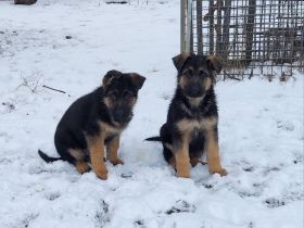 Deutsche Schäferhundwelpen mit SV/VDH Papieren.