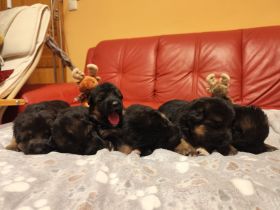 Deutsche Schäferhundwelpen mit SV/VDH Papieren