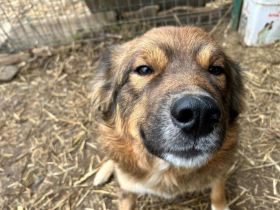 Soziale Allrounderin Ginger sucht Familienanschluss