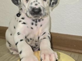 Dalmatiner Welpen
