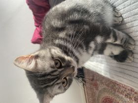 Süßen kleinen EKH Kater zu haben