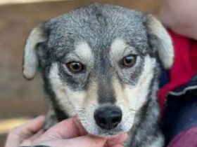 Coconut, kleine, süße, schüchterne Hündin auf der Suche nach Liebe und Wärme, 3J, 35cm