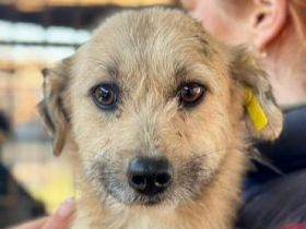 Kalea, zutrauliche, liebe, kleine Hündin möchte endlich ein eigenes Zuhause,  4J, 35 cm