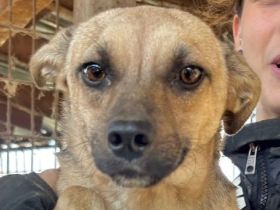 Kila, wer zeigt der lieben Junghündin, daß es mit Menschen schön sein kann? 10 M, 40 cm