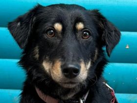 Mimmi, kleine, liebe Dackelmix-Hündin sucht ein Zuhause, das ihr Zeit zum Ankommen gibt, 3J, 36cm