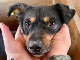 Oliver - wer hat für diesen lieben, kleinen  Rüde ein warmes Plätzchen? 3J, 40 cm