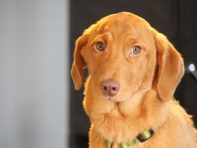 Ilvino sucht liebevolle Familie...