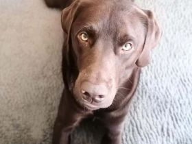 Carlos in 04275 Leipzig sucht sein Für-immer-Zuhause