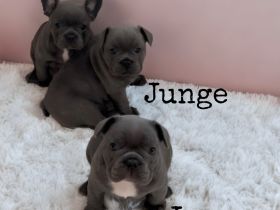 Französische Bulldoggen Welpen blue Farbe mit Ahnentafel+ EU-Heimtierausweis