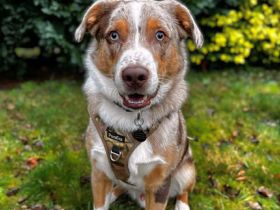 Prinz in 31547 Rehburg-Loccum sucht sein Für-immer-Zuhause