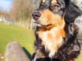 Gaia in 60598 Frankfurt am Main sucht ihr Für-immer-Zuhause