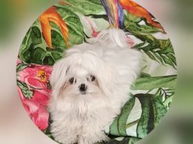 Kleiner Malteser Rüde