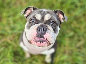 Sally in 47506 Neukirchen-Vluyn sucht ihr Für-immer-Zuhause