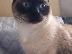 Juno, Vermittlung dringend!!