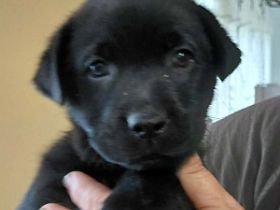 Bella und Beni ein Zuhause