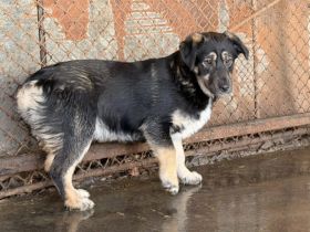 Hast du ein Herz für Ylva?