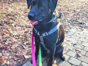 Lucy in 44575 Castrop-Rauxel sucht ihr Für-immer-Zuhause