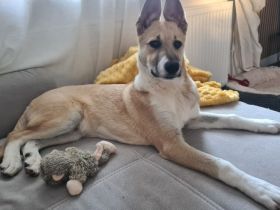 Quax - Bereit für Abenteuer auf vier Pfoten?