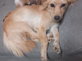 Kira sucht ihr immer Zuhause