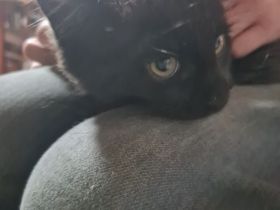 Mainecoon Katerchen kitten