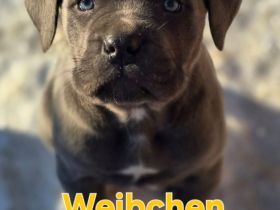 Letzte Cane Corso Weibchen