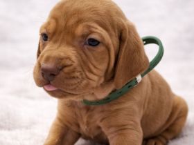 Magyar vizsla Welpen