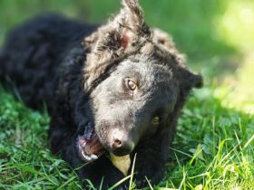 Zuhause gesucht für Vuki