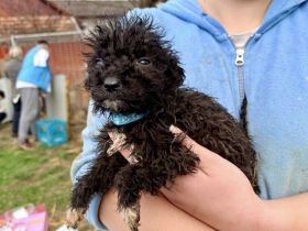 Zuhause gesucht für Vuki