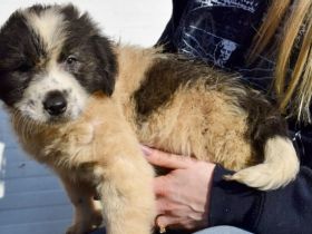 Jamy ist auf der Suche nach seinem Heim