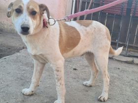 Der hübsche kleine Nepomuk sucht seine Menschen