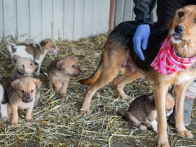 Nova - ein Name wie ein Versprechen