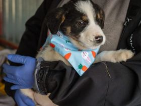 Kleiner Makani hofft auf große Chance