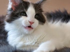 Mühltal Blue’s Enzo Ferrari Kitten