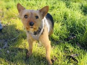 Gigi ein Yorkie Mix Mädchen