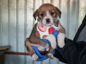 Die flauschige Kirby sucht ihre Menschen