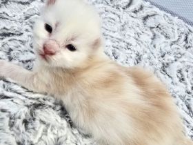 =^..^=  nur noch 1 zuckersüßes Maine Coon Katerchen 🩵🩵🩵🩵