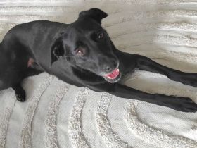 Verschmuste Labra wartet bei Würzburg auf das große Glück