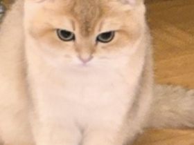 BKH Kitten weiblich – Black/Golden Shaded (ny11), 4,5 Monate