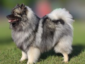 German Silver Sensations Bonito Estrella