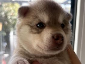 Alaskan-Klee-Kai Welpen suchen ihr neues Zuhause